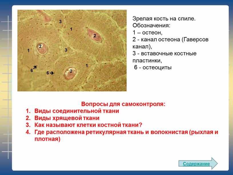 Зрелая кость на спиле. Обозначения: 1 – остеон, 2 - канал остеона (Гаверсов канал), 3 - вставочные костные пластинки, 6 - остеоциты