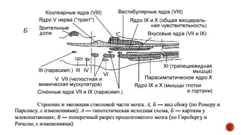 Нервная система позвоночных