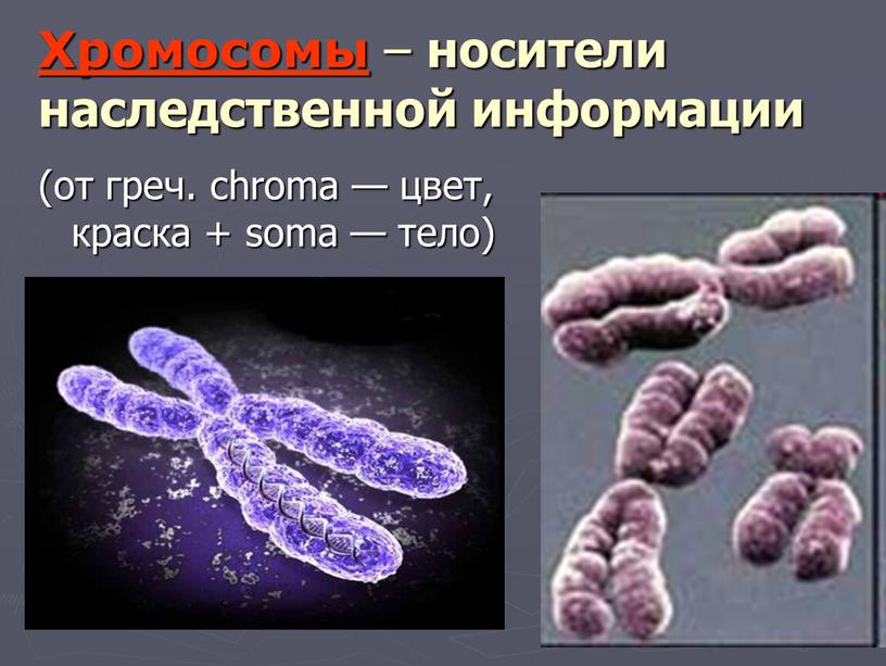 Хромосомы – носители наследственной информации (от греч
