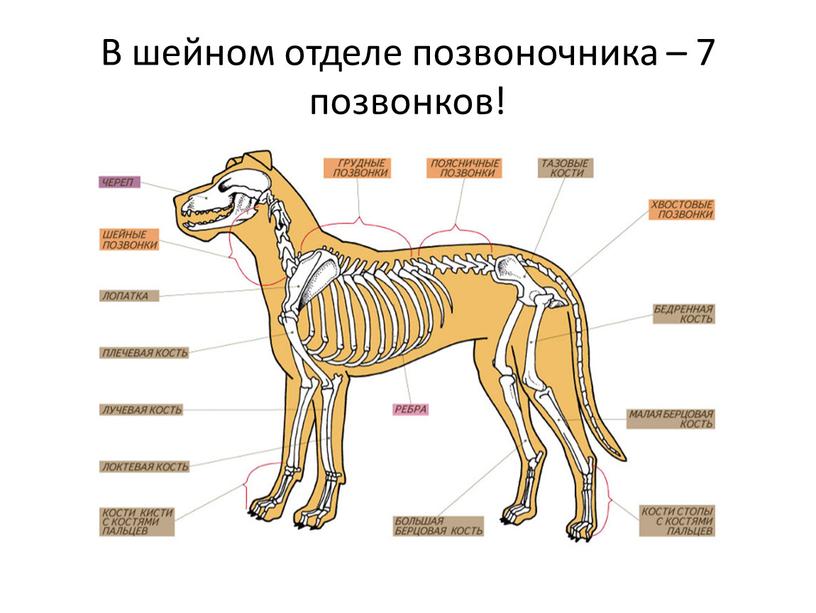 В шейном отделе позвоночника – 7 позвонков!