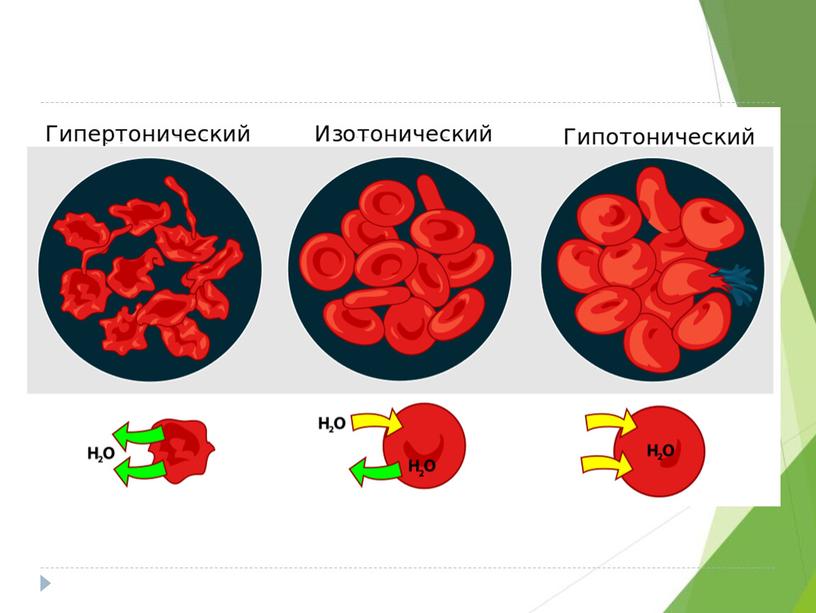 Разбор демо-версии ЕГЭ по биологии