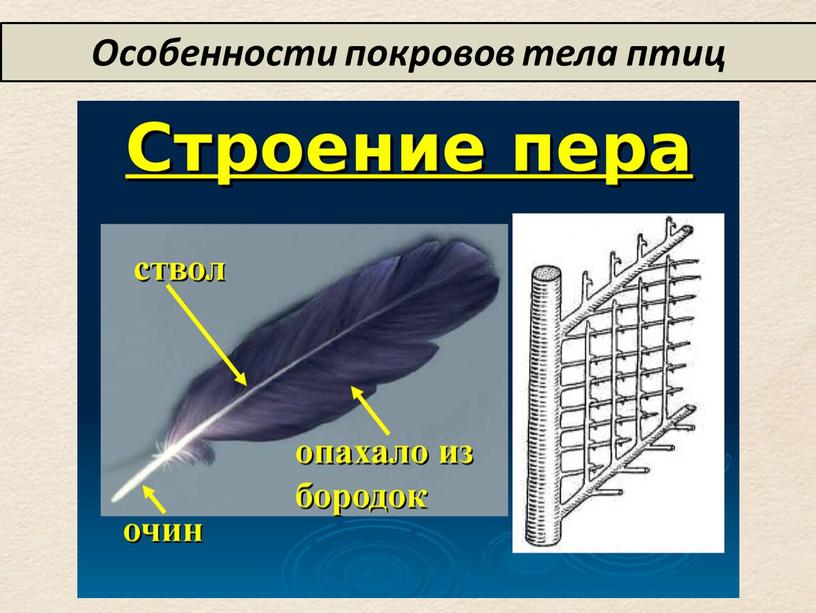 Особенности покровов тела птиц