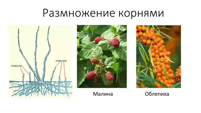 Размножение корнями Малина