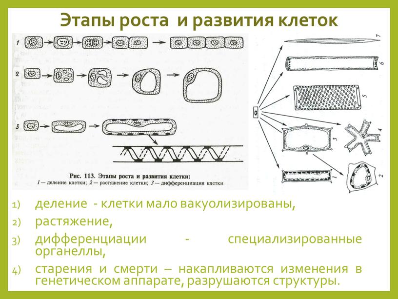 Этапы роста и развития клеток деление - клетки мало вакуолизированы, растяжение, дифференциации - специализированные органеллы, старения и смерти – накапливаются изменения в генетическом аппарате, разрушаются…