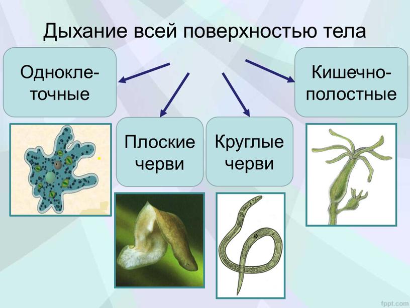 Дыхание всей поверхностью тела