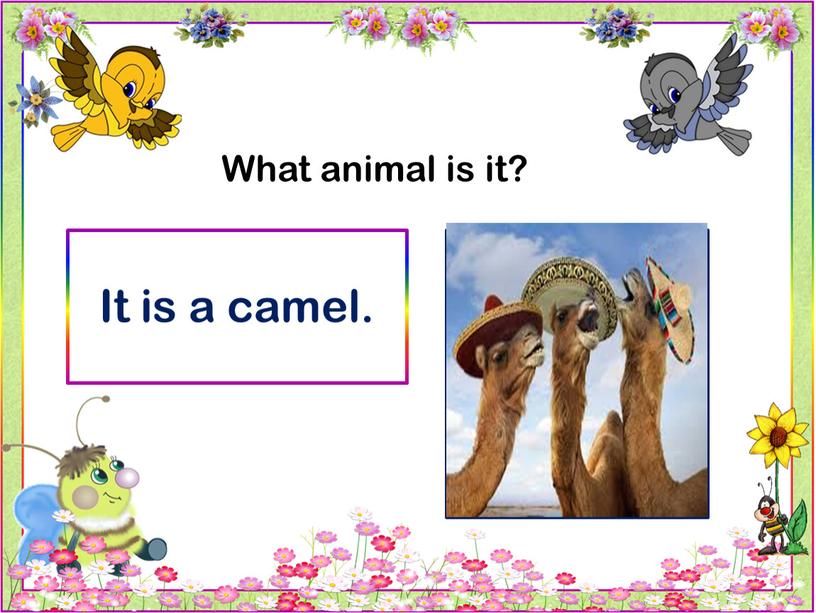 What animal is it? It is a camel