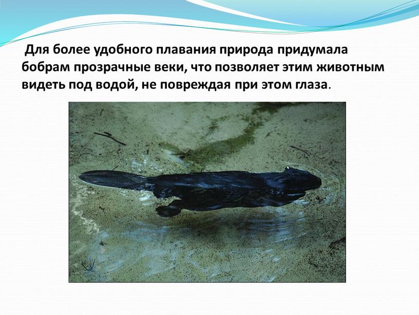 Для более удобного плавания природа придумала бобрам прозрачные веки, что позволяет этим животным видеть под водой, не повреждая при этом глаза
