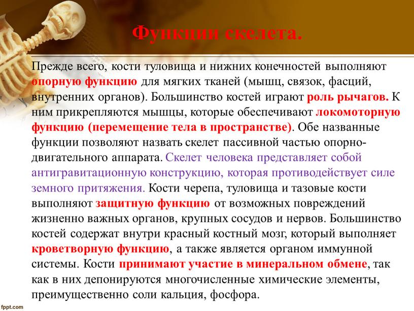 Функции скелета. Прежде всего, кости туловища и нижних конечностей выполняют опорную функцию для мягких тканей (мышц, связок, фасций, внутренних органов)