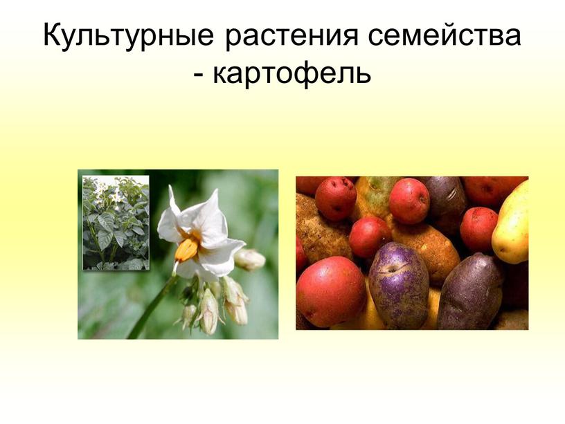 Культурные растения семейства - картофель