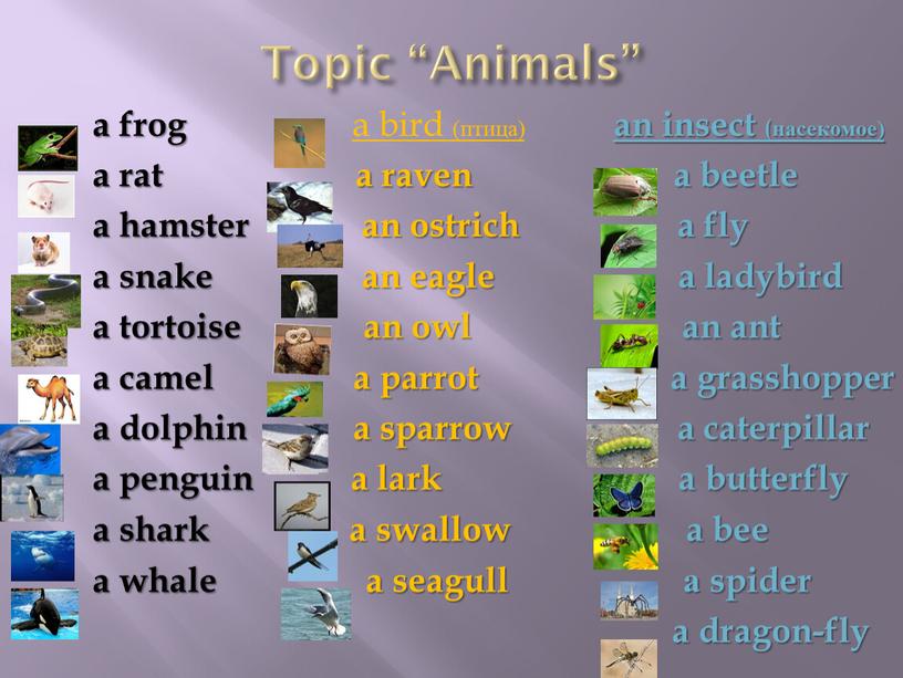 Topic “Animals” a frog a bird (птица) an insect (насекомое) a rat a raven a beetle a hamster an ostrich a fly a snake an…