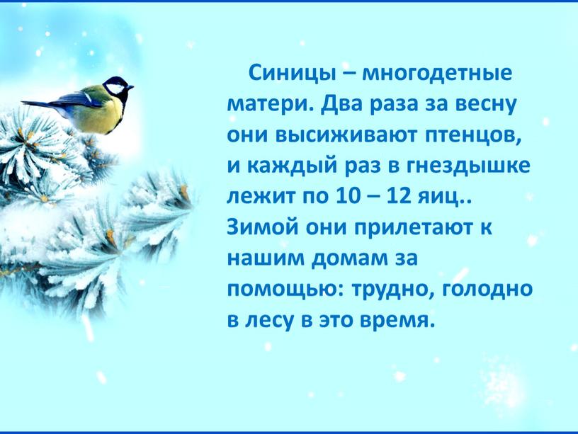 Синицы – многодетные матери. Два раза за весну они высиживают птенцов, и каждый раз в гнездышке лежит по 10 – 12 яиц