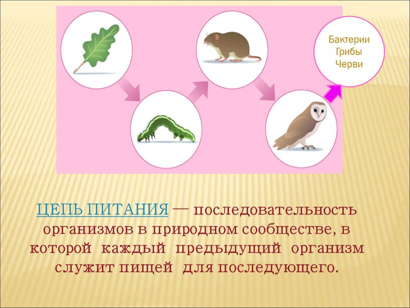 ЦЕПЬ ПИТАНИЯ — последовательность организмов в природном сообществе, в которой каждый предыдущий организм служит пищей для последующего