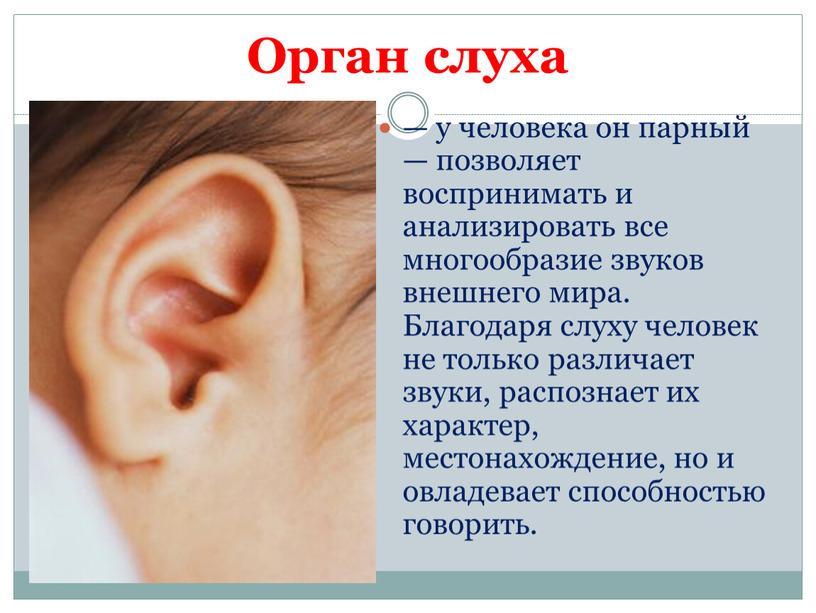 Орган слуха — у человека он парный — позволяет воспринимать и анализировать все многообразие звуков внешнего мира