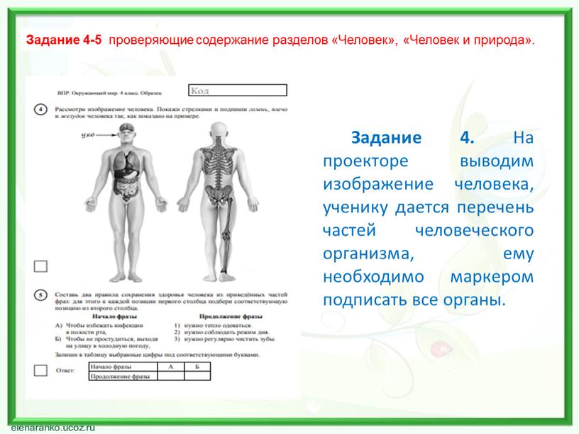 Задание 4. На проекторе выводим изображение человека, ученику дается перечень частей человеческого организма, ему необходимо маркером подписать все органы