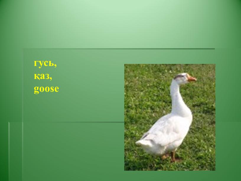 гусь, қаз, goose