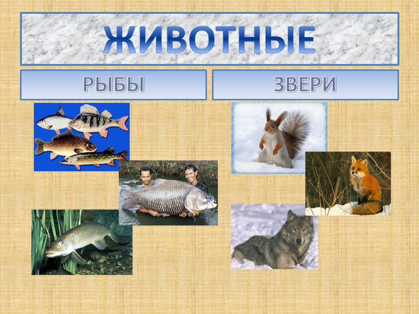 Царство животные рыбы