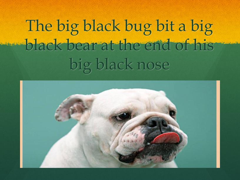 The big black bug bit a big black bear at the end of his big black nose