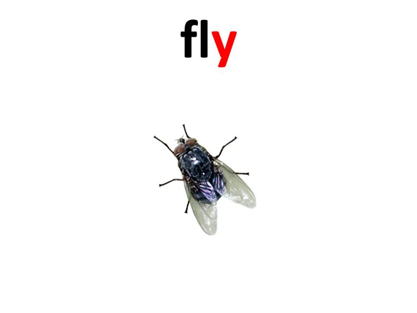 fly