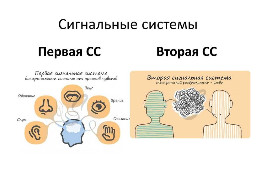 Сигнальные системы Первая СС Вторая