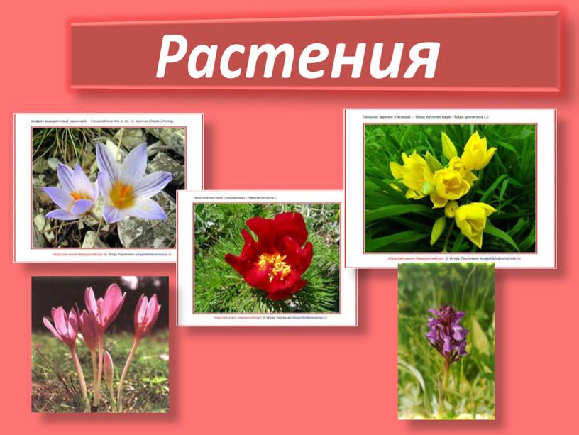 Растения