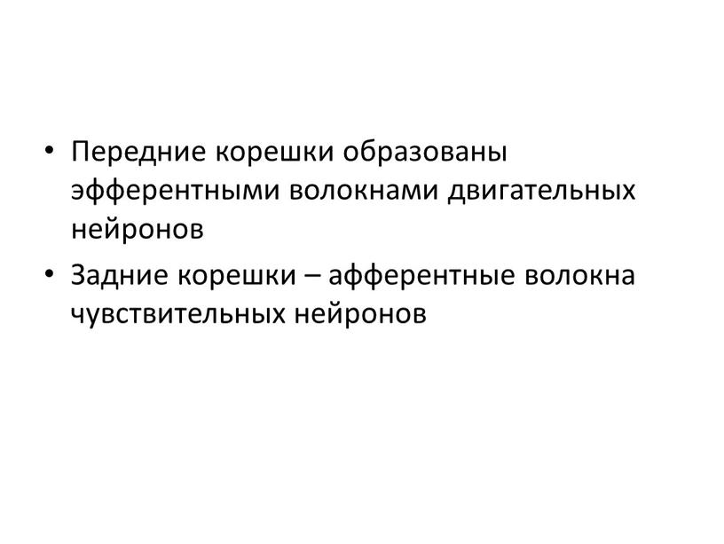 Передние корешки образованы эфферентными волокнами двигательных нейронов