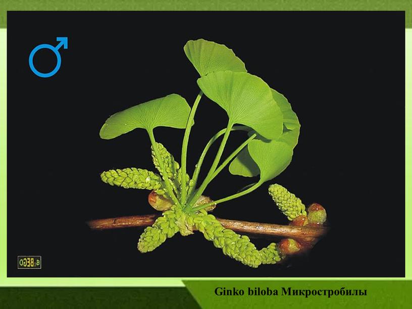 Ginko biloba Микростробилы