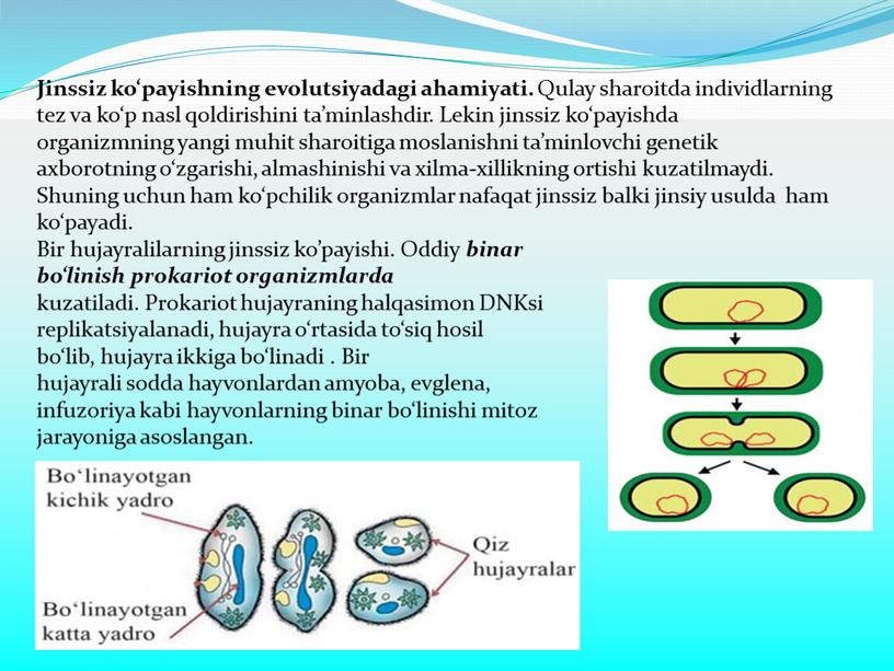 Jinssiz ko‘payishning evolutsiyadagi ahamiyati