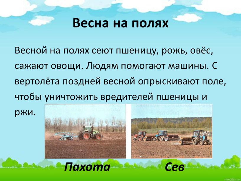 Весна на полях Весной на полях сеют пшеницу, рожь, овёс, сажают овощи