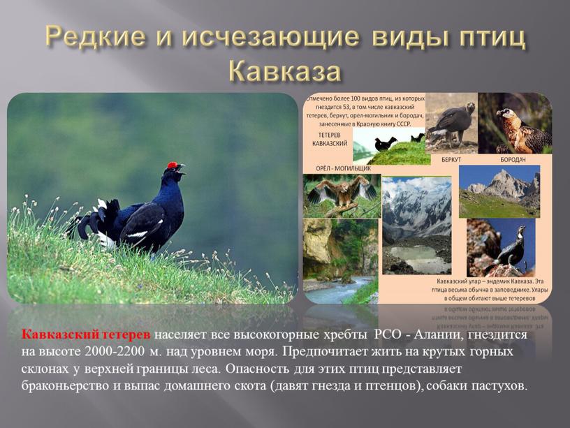 Редкие и исчезающие виды птиц Кавказа