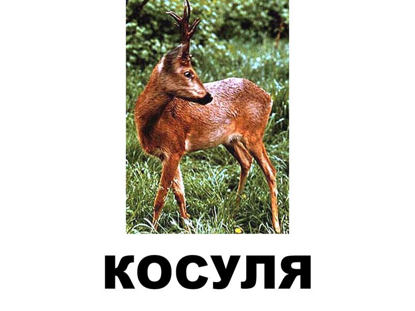 КОСУЛЯ