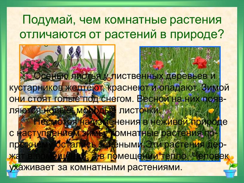 Подумай, чем комнатные растения отличаются от растений в природе?