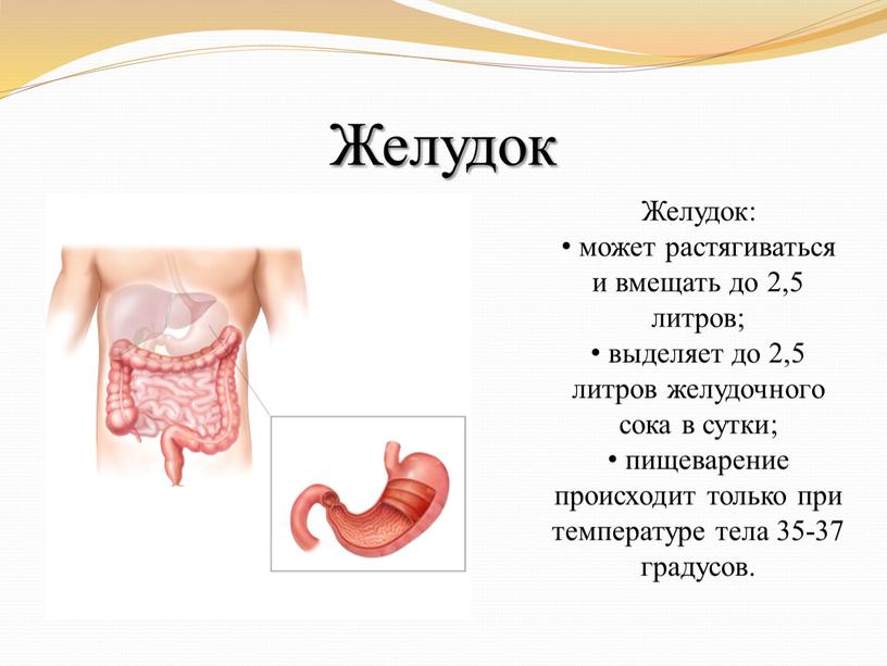 Желудок Желудок: может растягиваться и вмещать до 2,5 литров; выделяет до 2,5 литров желудочного сока в сутки; пищеварение происходит только при температуре тела 35-37 градусов