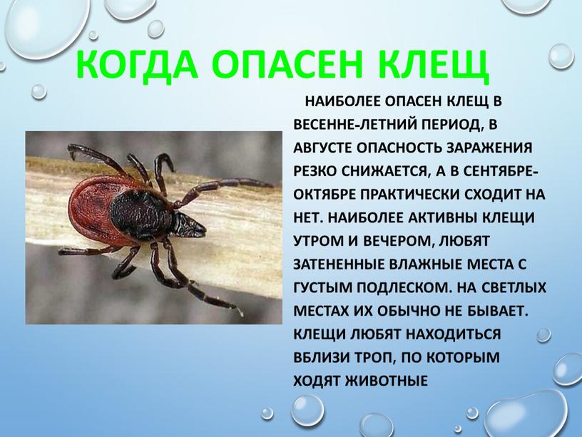 Когда опасен клещ Наиболее опасен клещ в весенне-летний период, в августе опасность заражения резко снижается, а в сентябре-октябре практически сходит на нет