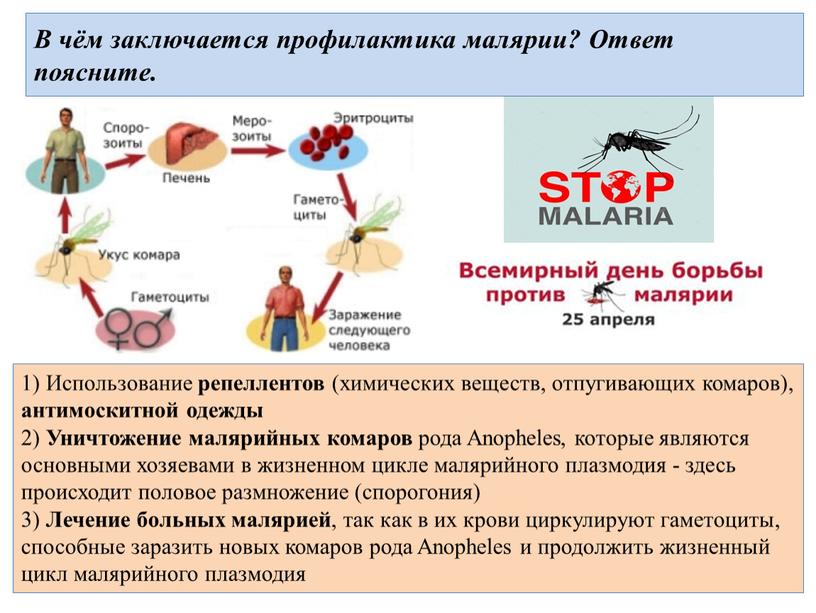 В чём заключается профилактика малярии?