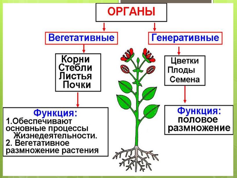 Вегетативные органы растений.