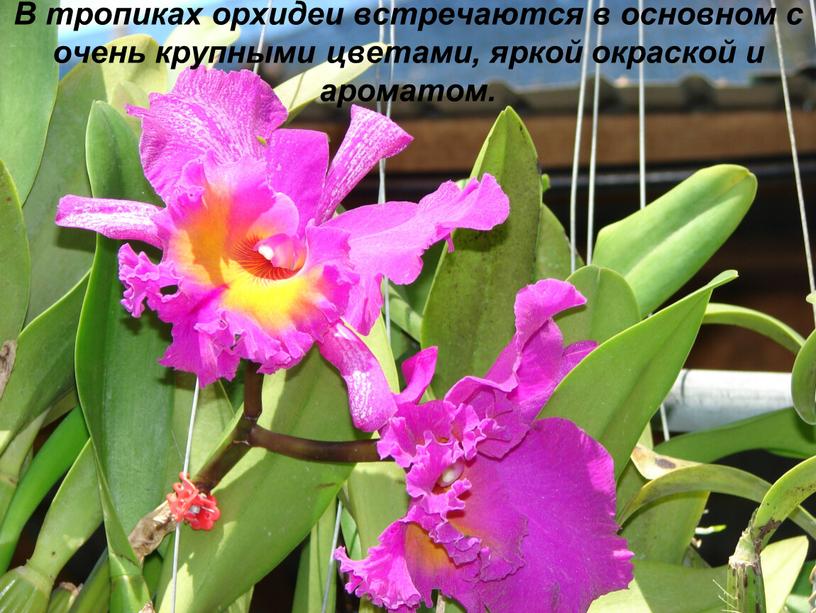 В тропиках орхидеи встречаются в основном с очень крупными цветами, яркой окраской и ароматом