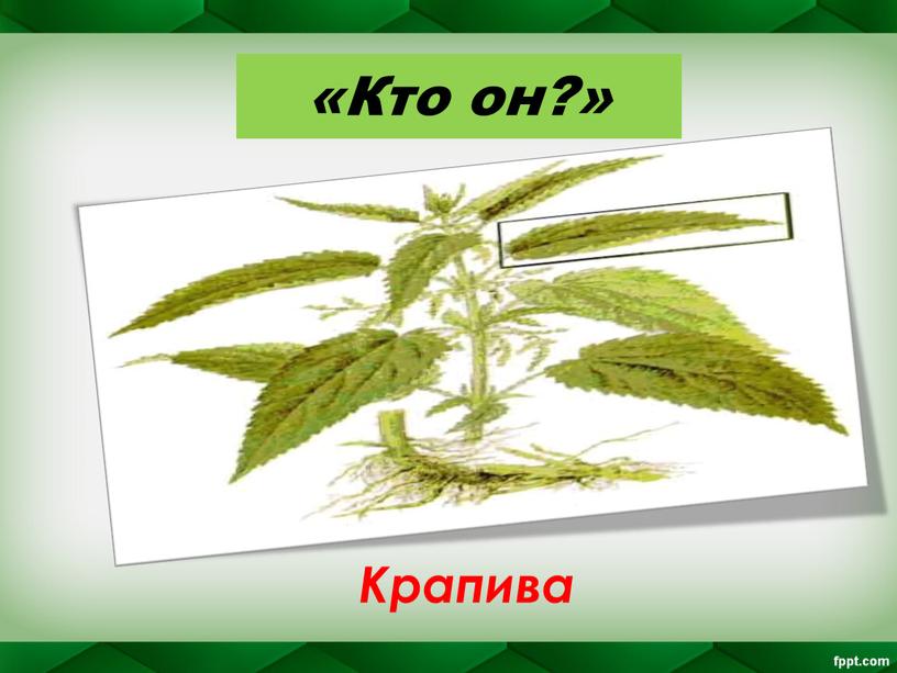 «Кто он?» Крапива