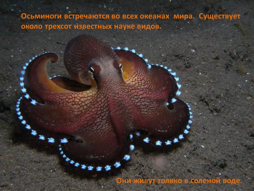 Осьминоги встречаются во всех океанах мира