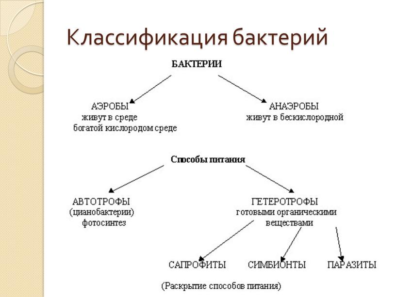 Классификация бактерий