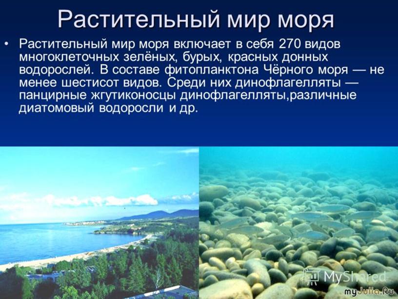 Презентация на тему: "Море"