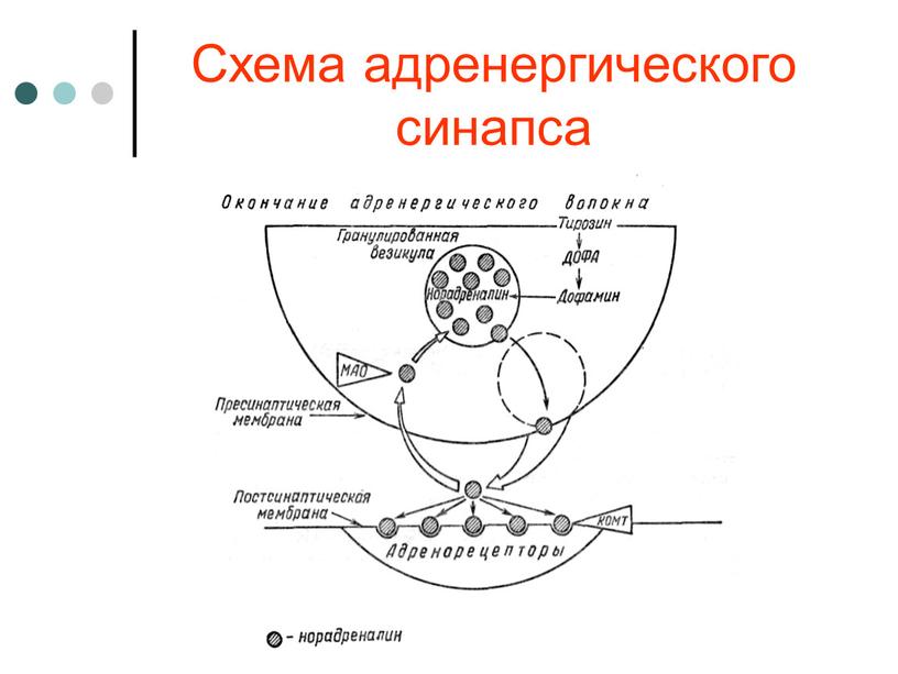 Схема адренергического синапса