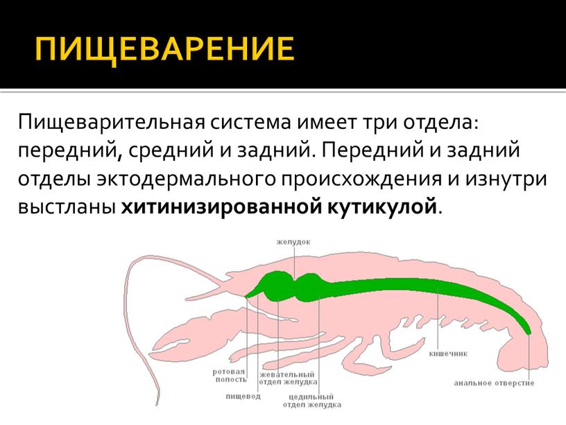 ПИЩЕВАРЕНИЕ Пищеварительная система имеет три отдела: передний, средний и задний