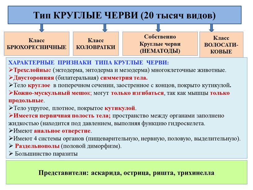 Класс БРЮХОРЕСНИЧНЫЕ Тип КРУГЛЫЕ