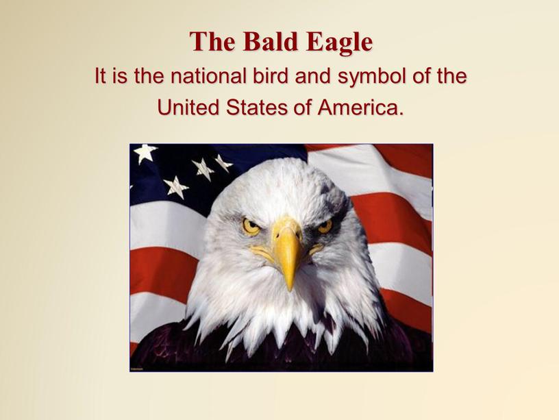 The Bald Eagle It is the national bird and symbol of the