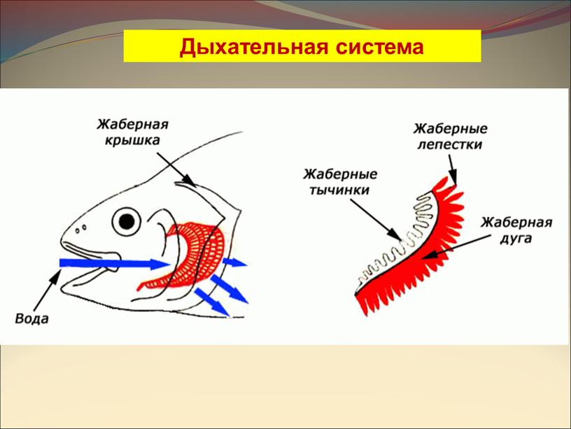 Дыхательная система