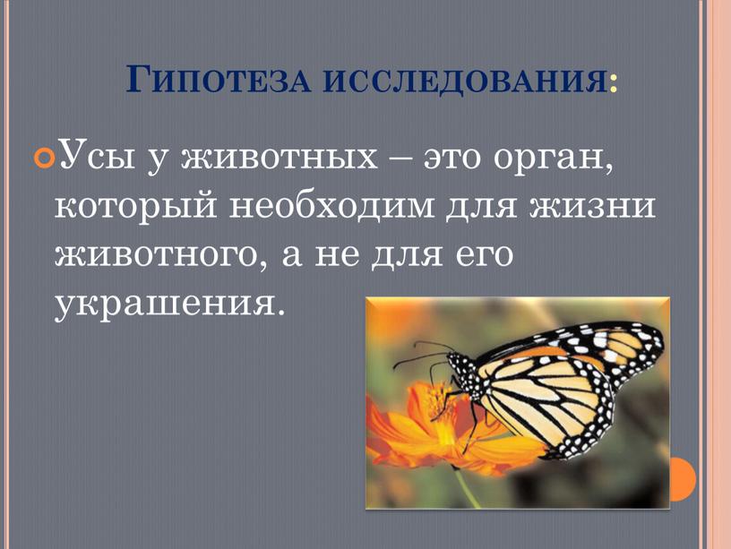 Гипотеза исследования: Усы у животных – это орган, который необходим для жизни животного, а не для его украшения