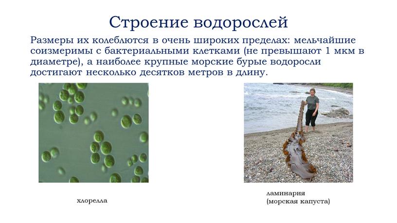 Строение водорослей Размеры их колеблются в очень широких пределах: мельчайшие соизмеримы с бактериальными клетками (не превышают 1 мкм в диаметре), а наиболее крупные морские бурые…