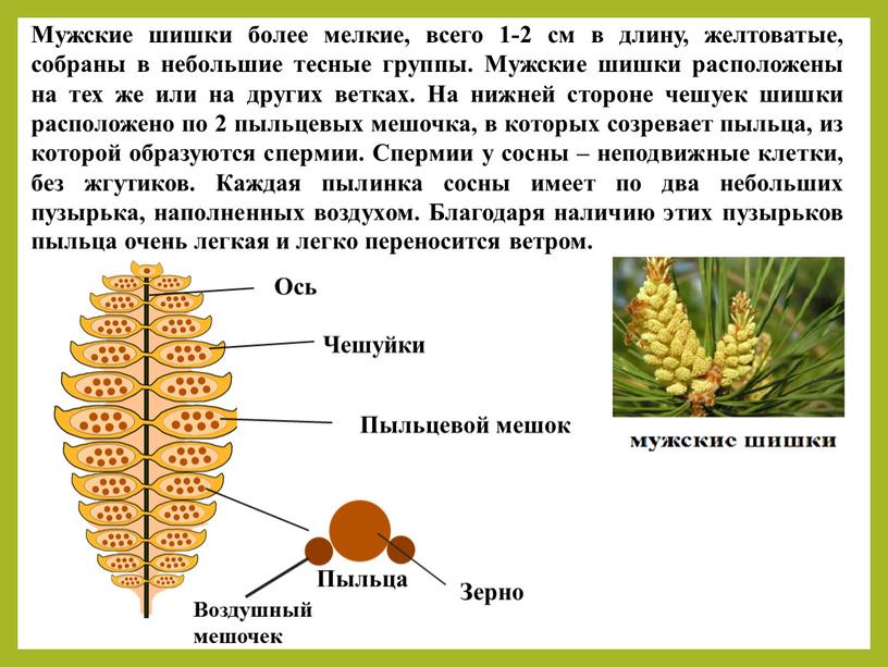 Ось Чешуйки Пыльцевой мешок Мужские шишки более мелкие, всего 1-2 см в длину, желтоватые, собраны в небольшие тесные группы