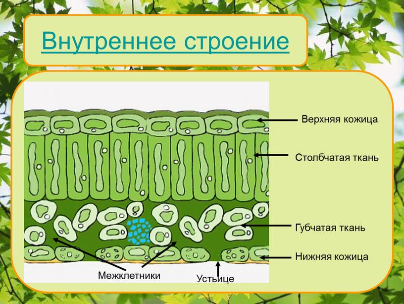 Внутреннее строение Верхняя кожица