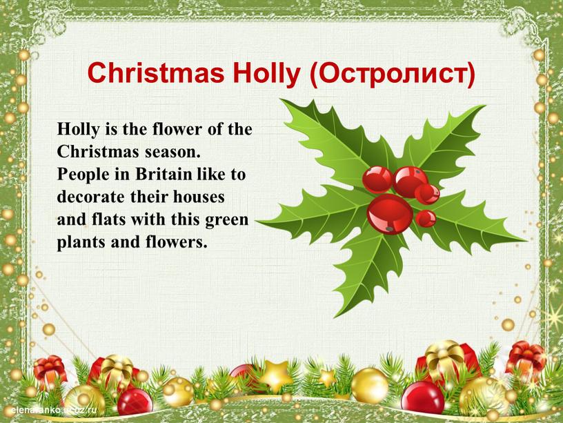 Christmas Holly (Остролист) Holly is the flower of the